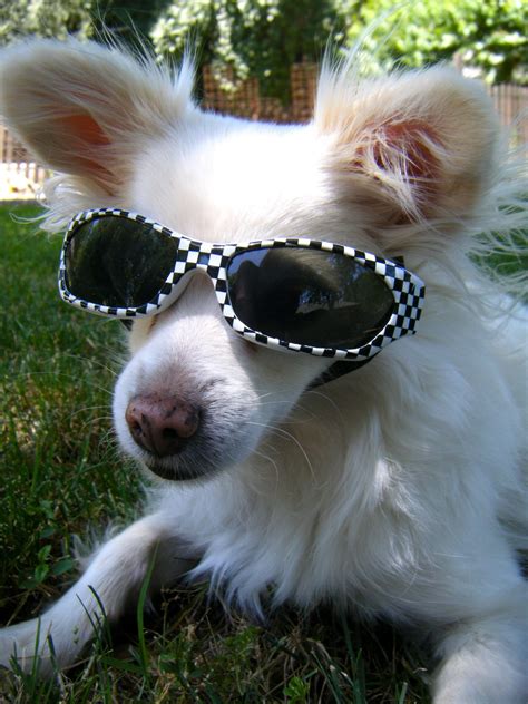 Tutorial: Dog Sunglasses » Dollar Store Crafts