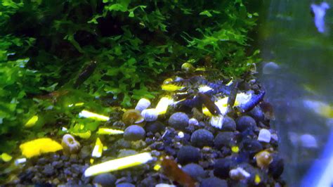 Blue Tiger Shrimp Aquarium | Blue Tiger Shrimp For Sale | Blue Tiger Shrimps - The Shrimp Tank