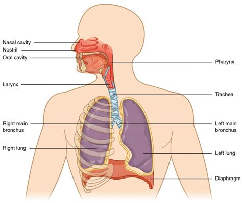 Organs and Structures of the Respiratory System | Anatomy and Physiology II