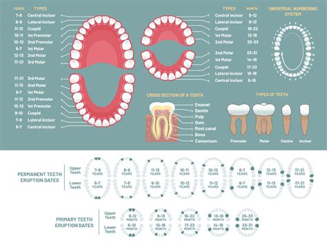 Tooth Eruption and Loss