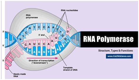 DNA Polymerase: Structure, Functions in Pro and Eukaryotes