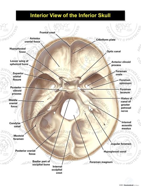 Human Skull Anatomy Inferior View