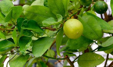 Key Lime Tree: Grow Your Own Pie | Epic Gardening