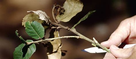 Sudden Oak Death webcast – Massachusetts Forest Alliance