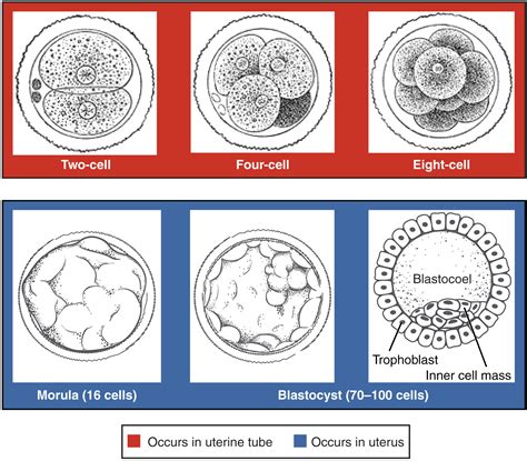 Embryo Development