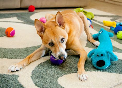 Dog Chew Toys - Best Chew Toys Listed - Pets Training and Boarding