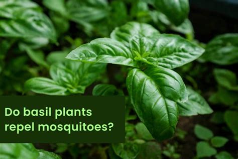 Top Mosquito Repellent Plants That Keep Mosquitoes Away