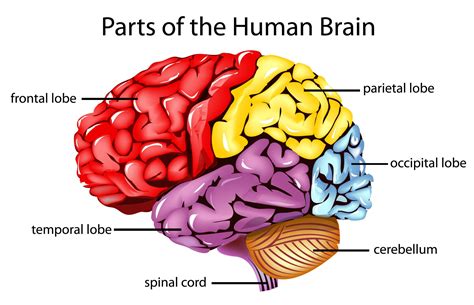 Parietal Lobe: Definition, Functions, Structure & Location