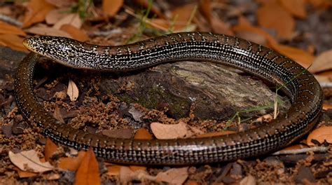 Lizards of South Carolina | South Carolina Partners in Amphibian and Reptile Conservation