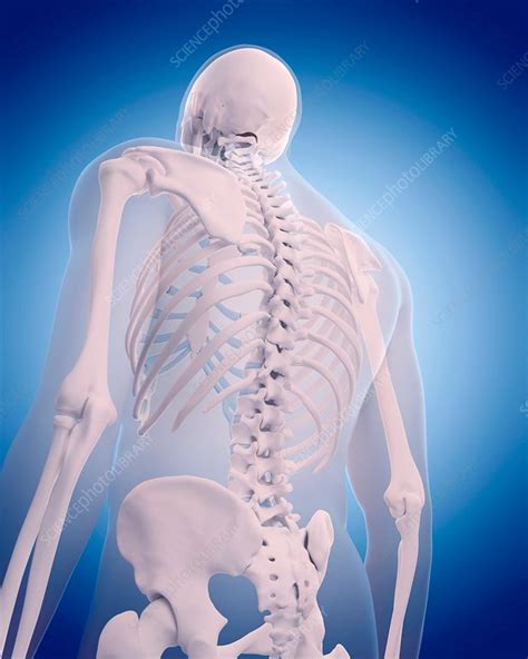 Bones of human back - Stock Image - F016/2728 - Science Photo Library