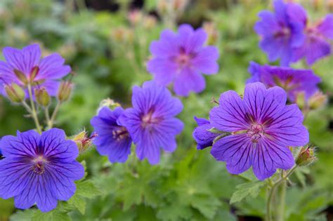 How to grow hardy geraniums | Growing geraniums, Hardy geranium, Geraniums