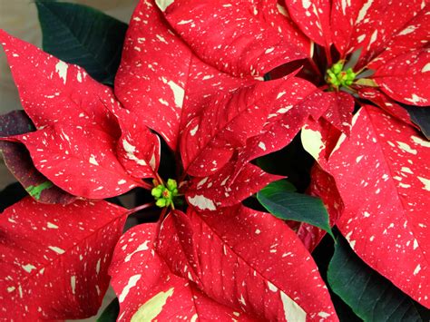 Gorgeous New Poinsettia Varieties to Keep Holiday Spirits Bright - Sunset