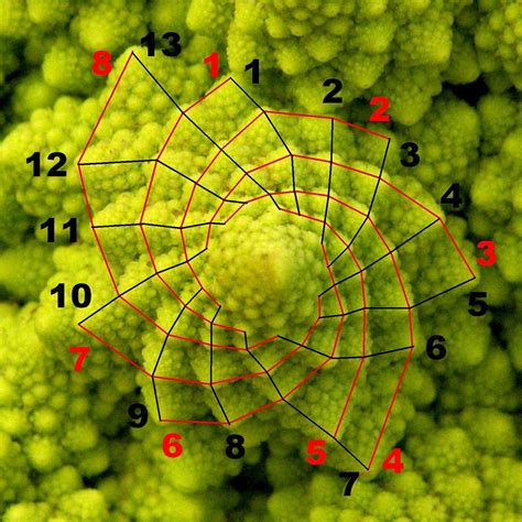 Why is the fibonacci sequence in nature - opolisgugl