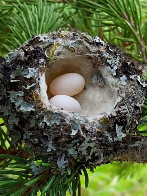 3 Important Facts About Hummingbird Egg Incubation Period - Hummingbirds Info