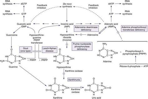 Disorders of Purine and Pyrimidine Metabolism | Obgyn Key