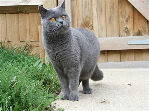 British Shorthair Cat is very Sweet-Natured and Devoted to its Owners