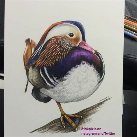 Mandarin Duck done with Polychromos pencils by Faber Castel on Langton hot press paper 300gms ...