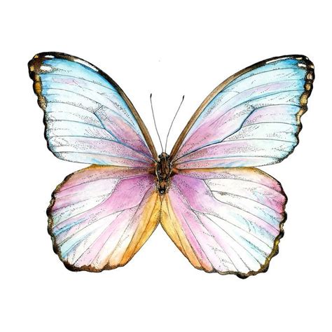 Colorful Butterfly Drawing, Butterfly Painting Easy, Butterfly Watercolor, Purple Watercolor ...