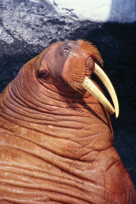 Walrus | Description, Size, Habitat, Diet, & Facts | Britannica