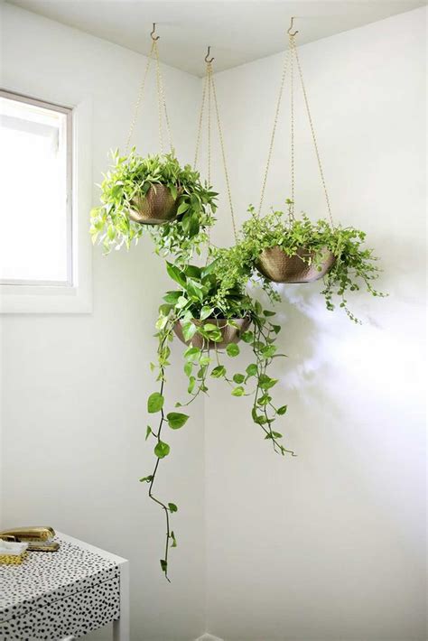 Best Indoor Plants For Hanging at Trevor Youmans blog