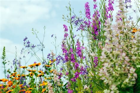 Premium Photo | Garden flowers close up. Screensaver, desktop wallpapers.