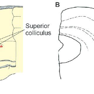 (PDF) The Superior Colliculus