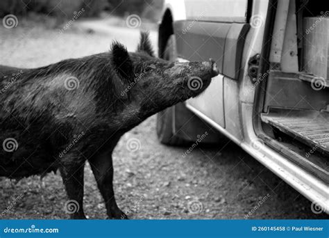 Pig Eyes Close Up Picture Photo in Black and White Face Ears Color Full Stock Photo - Image of ...