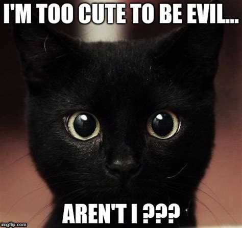 Evil Smirk Meme Funny Animal Memes Animal Memes Funny Memes