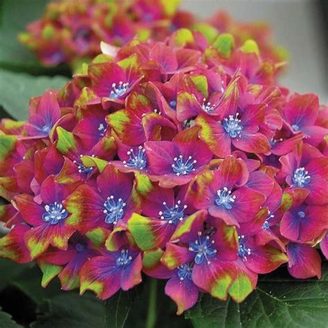 Más de 25 ideas increíbles sobre Hydrangea macrophylla en Pinterest | Hortensia, Flores ...