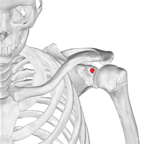 Supraglenoid tubercle - Wikiwand