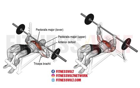 Master the Decline Barbell Bench Press for Bigger Chest & Arms – Fitness Volt