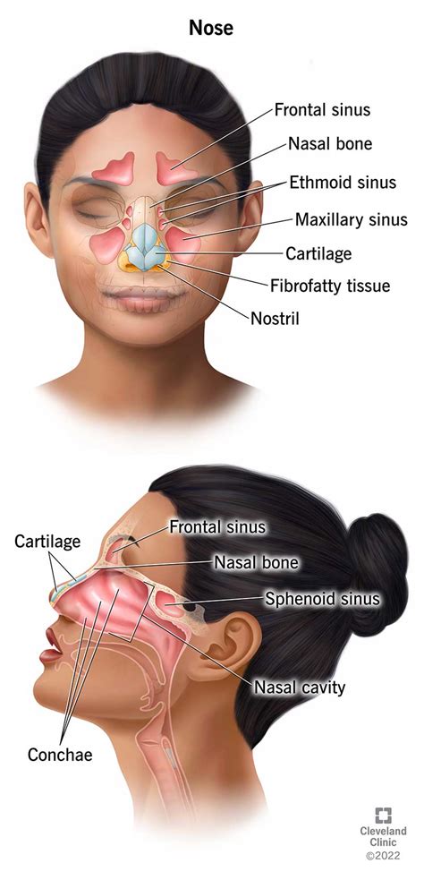 Nasal Cavity Diagram