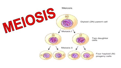 Cell Division: Meiosis (Animation) - YouTube