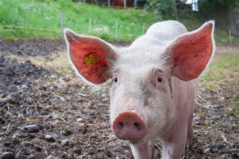 Pig Ears Royalty-Free Stock Photo