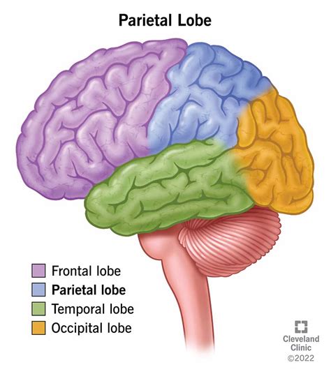 Parietal Lobe: What It Is, Function, Location & Damage