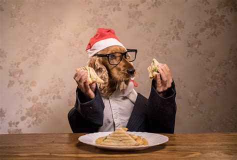 Dog Eating With Human Hands Stock Photo - Download Image Now - Animal, Animal Behavior, Animal ...