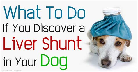 54 Top Photos Liver Shunt In Puppies Treatment : Liver Shunt in Cats - Causes, Symptoms and ...