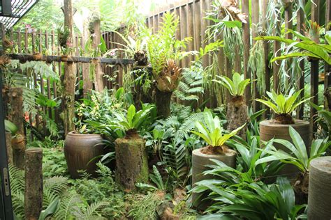 Types Of Indoor Ferns Pictures