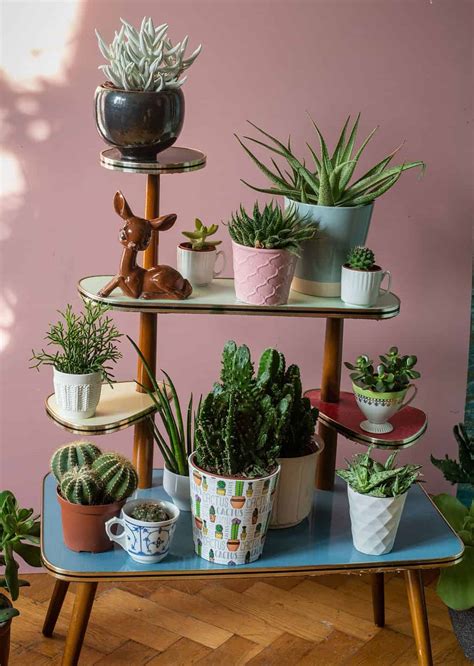 How to Care for Succulents Indoors - A-Z Animals