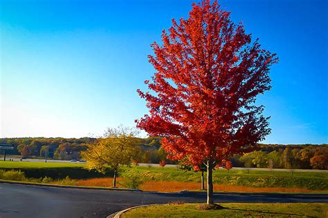 Autumn Flame Red Maple For Sale | The Tree Center