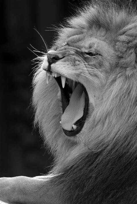 Roaring Black And White Lion Images - img-cahoots