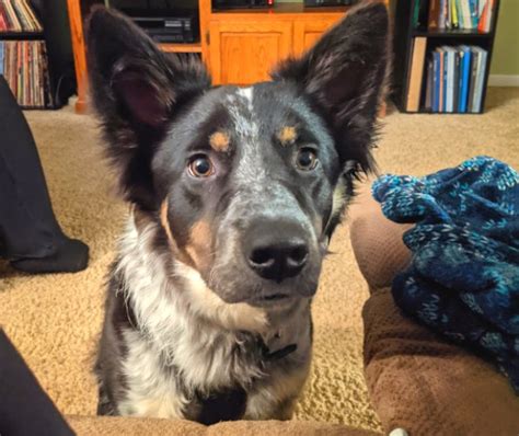 Cooper the Border Collie, Blue Heeler Mix - DogPerDay