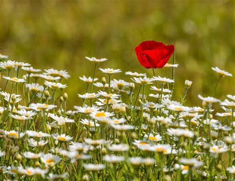 Poppy Daisy Flowers - Free photo on Pixabay