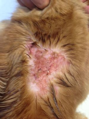 Flea allergy dermatitis - Cat