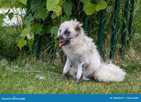 Arctic fox cubs stock image. Image of background, brown - 168856367