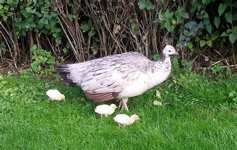 Peafowl Chicks on Parade! - Flamingo Land Resort