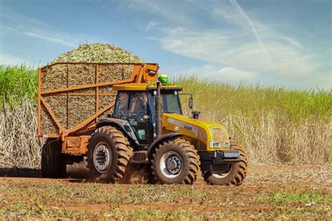 Machine Harvesting Sugar Cane Plantation Editorial Photo - Image of cane, green: 186583181