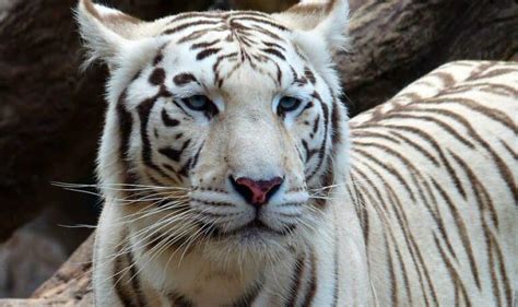 The White Bengal Tiger - Project Endangered Tigers