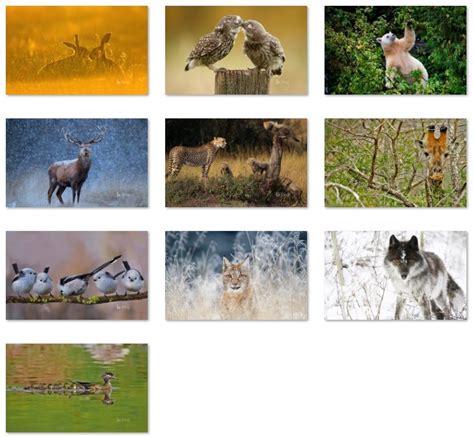 Bing Animals theme for Windows 10 (download) • Pureinfotech