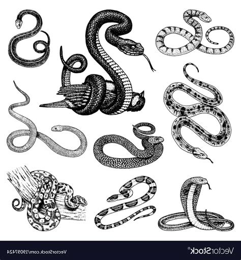 Python Vector at Vectorified.com | Collection of Python Vector free for personal use